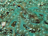 DAM Salt-X Octo Teaser Golden Brown 250g 65734 Tintenfisch Oktopus 