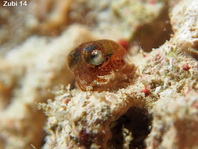 Tiny baby of a Berry's Bobtail Squid - <em>Euprymna berryi</em> - Berrys Stummelschwanz-Sepia, winziges Baby