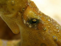 Midring Blue-Ringed Octopus - Hapalochlaena sp4 - Mittelring Blauring-Oktopus (Sulawesi) 