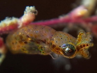 Bobtail Squids Sepiolida (Sepiolidae and Idiosepiidae) - Zwergtintenfische