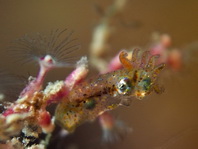 Pygmy Squid - Ideosepius notoides - Pygmäen Kalmar