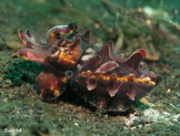 Pfeffer's Flamboyant Cuttlefish - Metasepia pfefferi - Flammende Sepia (Pfeffers Prachtsepie)