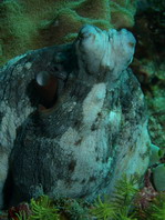 Day Octopus - Octopus cyanea - Riffoktopus / Tintenfisch