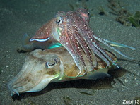 Pharao Cuttlefish - <em>Sepia pharaonis</em> - Pharao Sepia