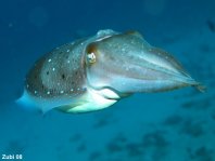 Broadclub cuttlefish - Sepia latimanus - Breitarm Sepia
