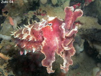 Tintenfische - Cephalopods - 