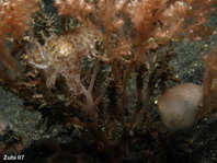 Papuan Cuttlefish - <em>Sepia papuensis</em> - Papua Sepia