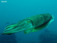 Pharao Cuttlefish - <em>Sepia pharaonis</em> - Pharao Sepia