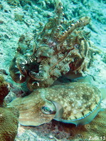 Mating Pharao Cuttlefish - <em>Sepia pharaonis</em> - Paarende Pharao Sepia