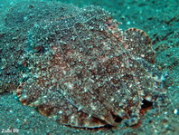 Smith's Cuttlefish - <em>Sepia smithi</em> - Smiths Sepia