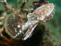 Crynoid Cuttlefish - <em>Sepia sp1</em> - Federstern-Sepia