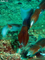 Large group of Bigfin Reef squids laying eggs - <em>Sepioteuthis lessonian</em>a - Grosse Gruppe von Großflossen-Riffkalmaren beim Eierlegen