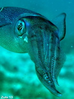 Bigfin Reef squid - Sepioteuthis lessoniana - Großflossen-Riffkalmar