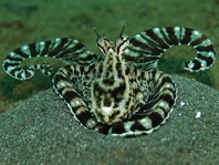 Mimic Octopus (before Octopus sp. 19) - Thaumoctopus mimicus - Mimik-Oktopus