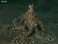 erhältlich in Gelb und Rot Dorschsystem mit Zwei Oktopussen Fladen Octopus Solid in Den Größen 4/0 und 8/0 verfügbar