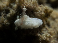Bulbaeolidia alba