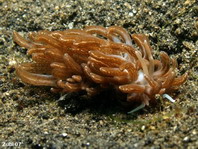 Solar powered Nudibrachs (Sea slugs) - Fadenschnecken (Nacktschnecken)