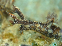 Dendronotid Nudibrachs (Sea slugs) - Baumschnecken (Nacktschnecken)