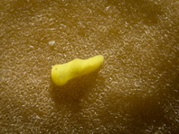 Lemon Nudibranch - Aegires citrinus (before Notodoris citrinus) - Zitronen-Nacktschnecke