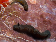 Glossodoris stellata (before Glossodoris stellatus)