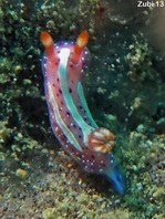 Harlequin nudibranchs (Dorids) - Doridina - Sternschnecken (Nacktschnecken)