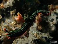 Phanerobranch Dorids - Polyceridae - Neonsternschnecken