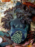 Phanerobranch Dorids - Polyceridae - Neonsternschnecken