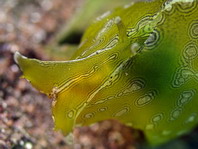 Geographic Sea Hare - Syphonota geographica - Geografischer SeehaseSea Hares - Anaspidea - Seehasen