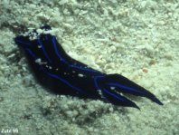 Blue Velvet Headshield Slug - Chelidonura varians - Samtblaue Kopfschildschnecke