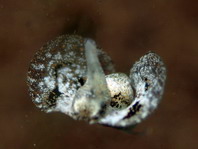 Headshield slugs - Cephalaspidea - Kopfschildschnecken