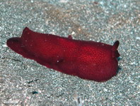 Side-gilled Slugs - Notaspidea - Flankenkiemer