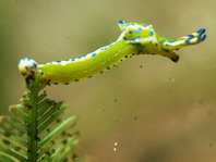 Green Longtail Sapsucking Slug - Oxynoe viridis - Grüner Langschwanz Saftsauger