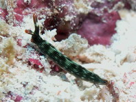 Slender Sapsucking Slug - Thuridilla gracilis - Schlanker Saftsauger