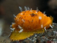 Cowries - Cypraeidae - Porzellanschnecken / Kaurischnecken