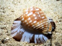 Tun- shells - Tonnidae - Fass-Schnecken