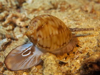 Tun- shell - Tonna canaliculata - Helmschnecke