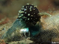 Worm-shells - Vermitidae - Wurmschnecken