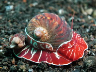 Turban Shells - Turbinidae - Kreiselschnecken (Turbanschnecken)