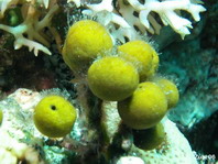 Marine Sponge - Kugelschwamm