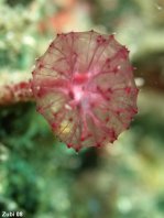 Reproductive organ of a burrowing Sponge - Oceanaia sagittaria - Geschlechtsorgan eines Bohrschwammes
