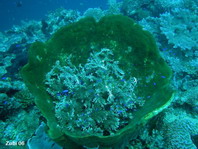 Barrel Sponge - Vasenschwamm (grosser Fass-Schwamm) 