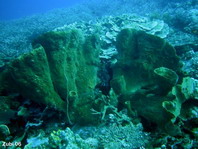 Barrel Sponge - Vasenschwamm (grosser Fass-Schwamm) 