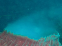 Barrel Sponge spawning - <em>Xestospongia testudinaria</em> - grosser Vasenschwamm beim Laichen