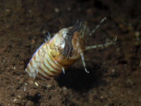 Bobbit Worm - Eunice aphroditois - Bobbit Wurm