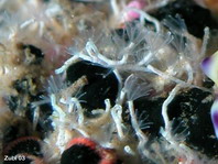 Feather Duster Worm - Filograna implexa - Kalkröhrenwurm 