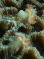 Thorny Coral Tube Worm - Floriprotis sabiuraensis - Röhrenwurm