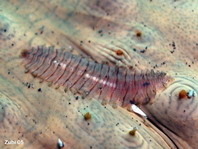 Polynoid worm - Gastrolepidia clavigera - Schuppenwurm