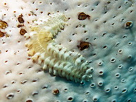 Sea Cucumber Scale Worm - Gastrolepidia clavigera - Seewalzen-Schuppenwurm