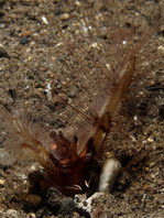 Honeycomb Worm - Lygdamis sp - Röhrenwurm
