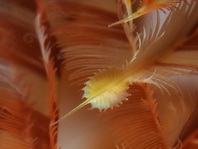 Myzostomid Worms on gill crown of a feather duster worm - Myzostoma sp2 - Myzostomid Würmer auf den Kiemenbüschel einesRöhrenwurmes
